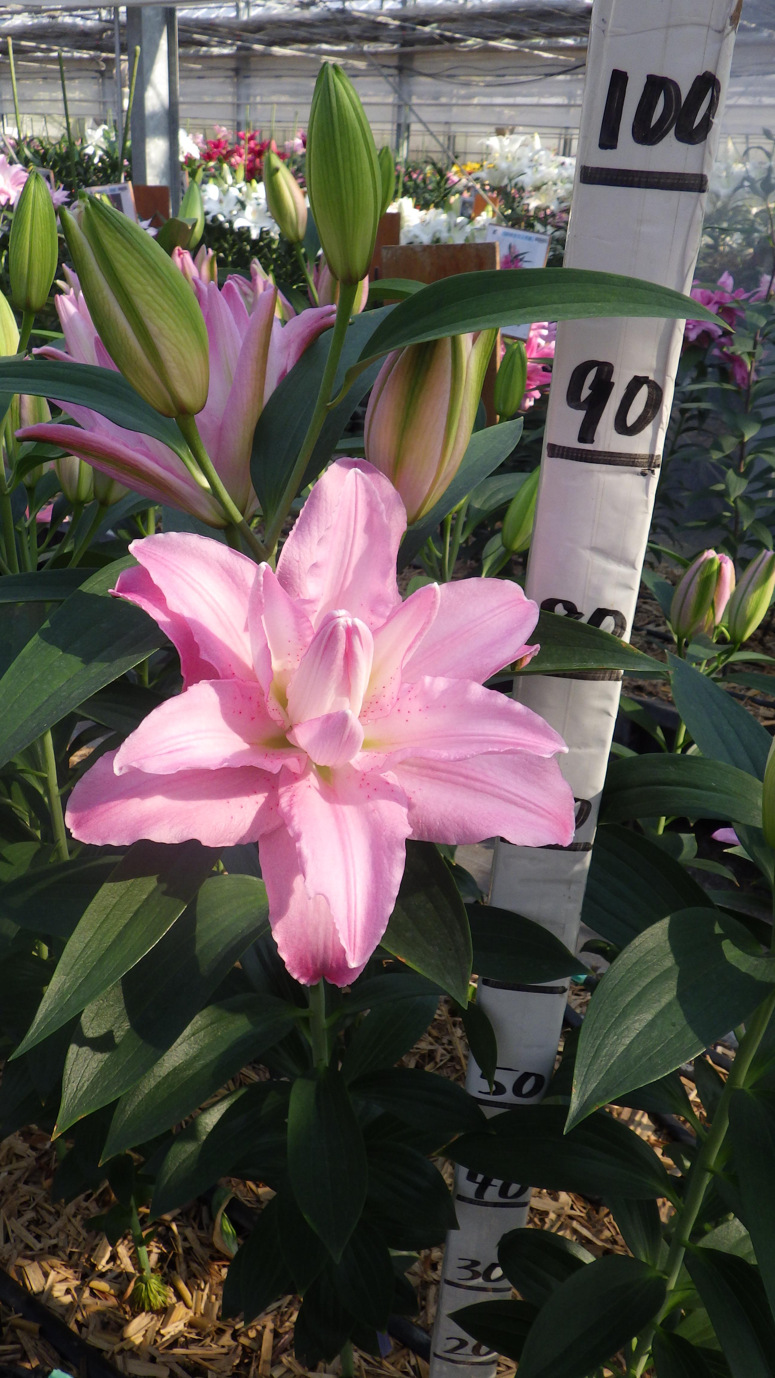 ラッキーワン（八重）